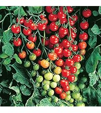 ぽたぽたとまとs Amazon.co.jp: ITANSE ミニトマト苗 実割れしにくい