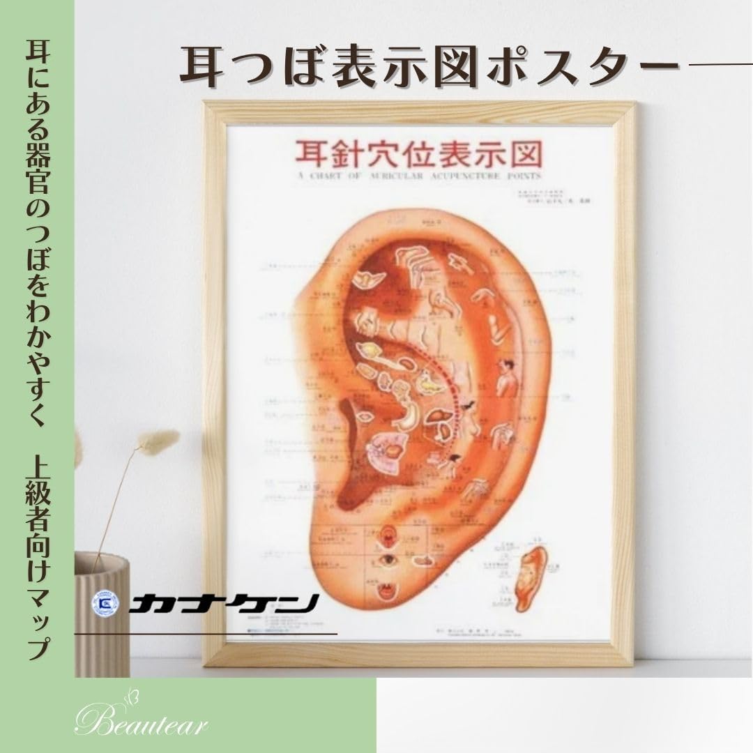 Amazon | カナケン 耳つぼ表示図ポスター 耳針穴位表示図 B3サイズ
