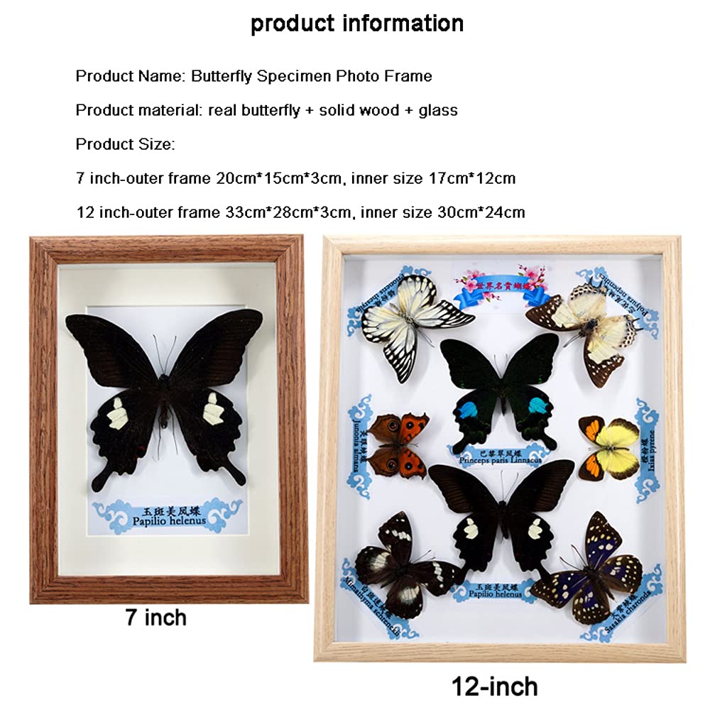 蝶標本、昆虫標本、絶妙な蝶の昆虫標本、本物の蝶の標本、昆虫の標本の