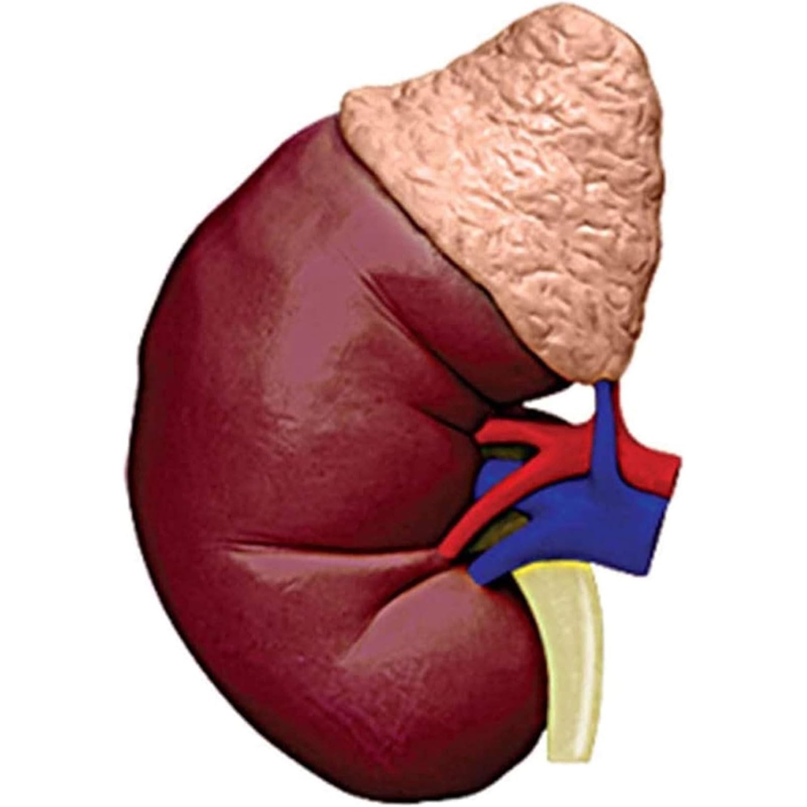 Modelo de anatomía de riñón Humano, Modelo anatómico de tamaño Natural, órganos y Partes del Cuerpo Desmontables, Modelo de enseñanza médica for educación médica.