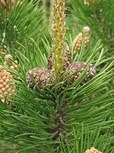 Dwarf Mugo Pine - Pinus Mugo 'Mughus' 2 - Year Live Plant #TOP4