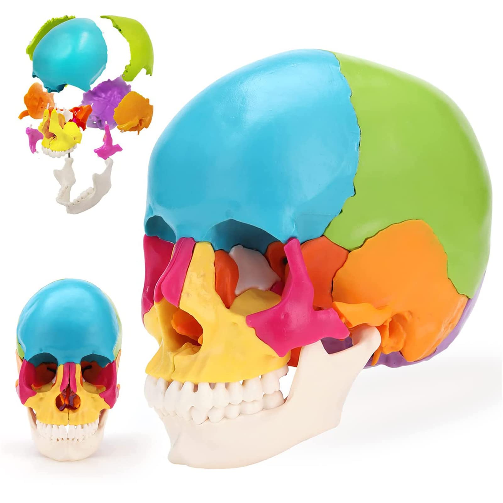 Modèle de crâne Humain Grandeur Nature, modèle de crâne Anatomique éclaté Multicolore de 22 pièces, réplique de crâne Humain 1:1 pour l'enseignement médical et l'étude