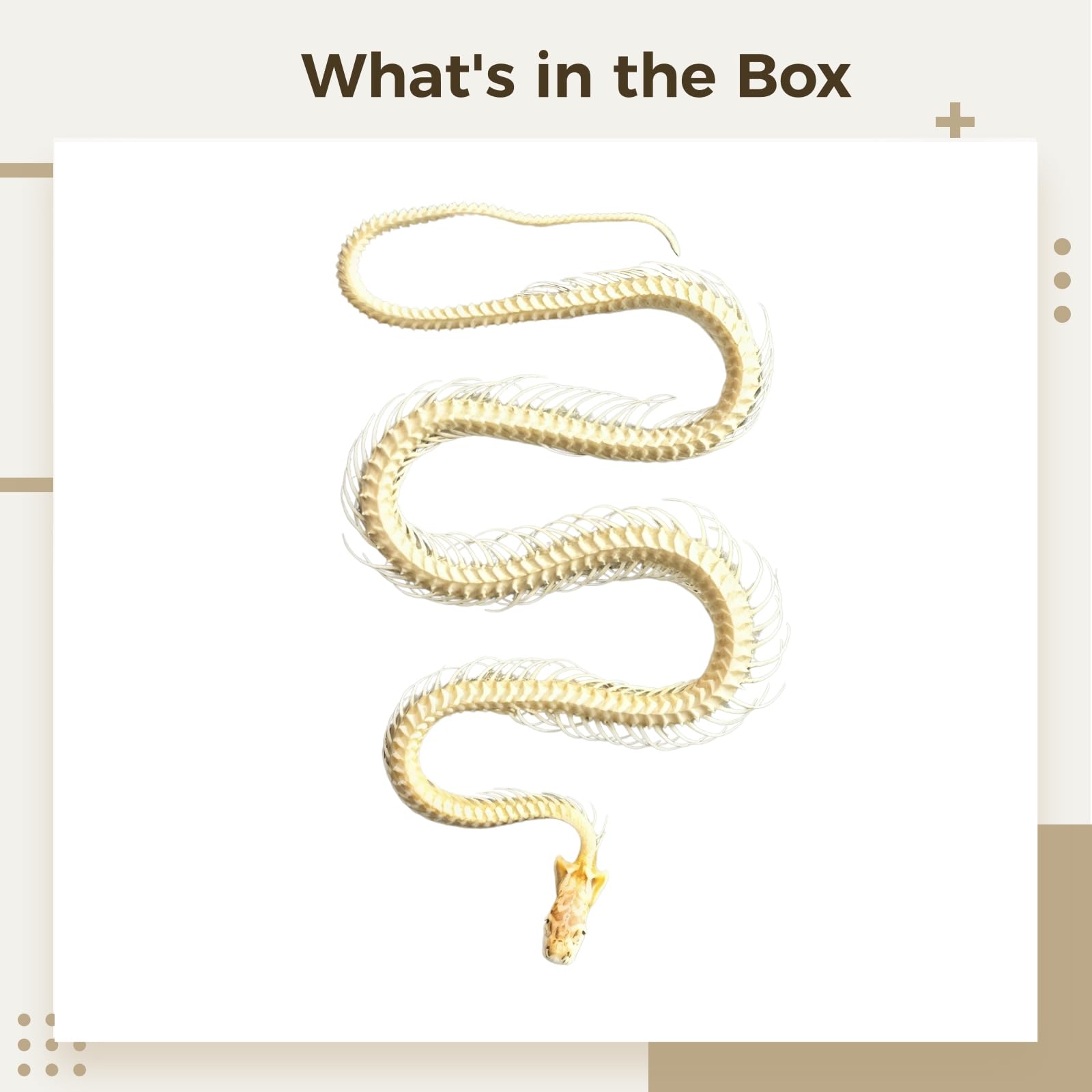 Auténtico espécimen de hueso de serpiente y animal para proyectos de arte, educación e investigación