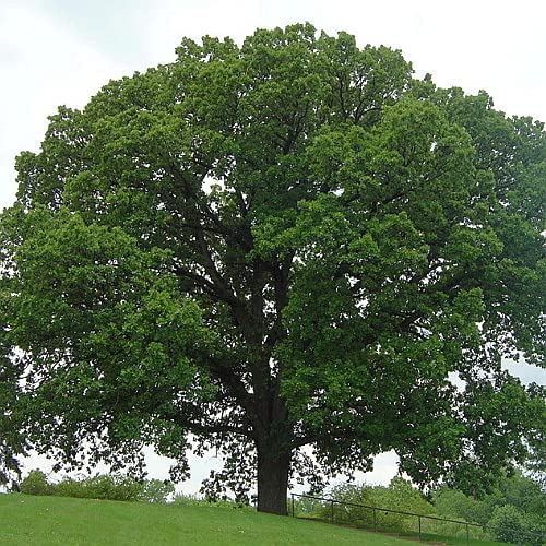 Top 13 Best oak trees to plant Reviews & Buying Guide licorize