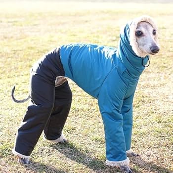 イタグレ、ウィペットアウターオーダー受付 イタグレ、ウィペットアウターオーダー受付