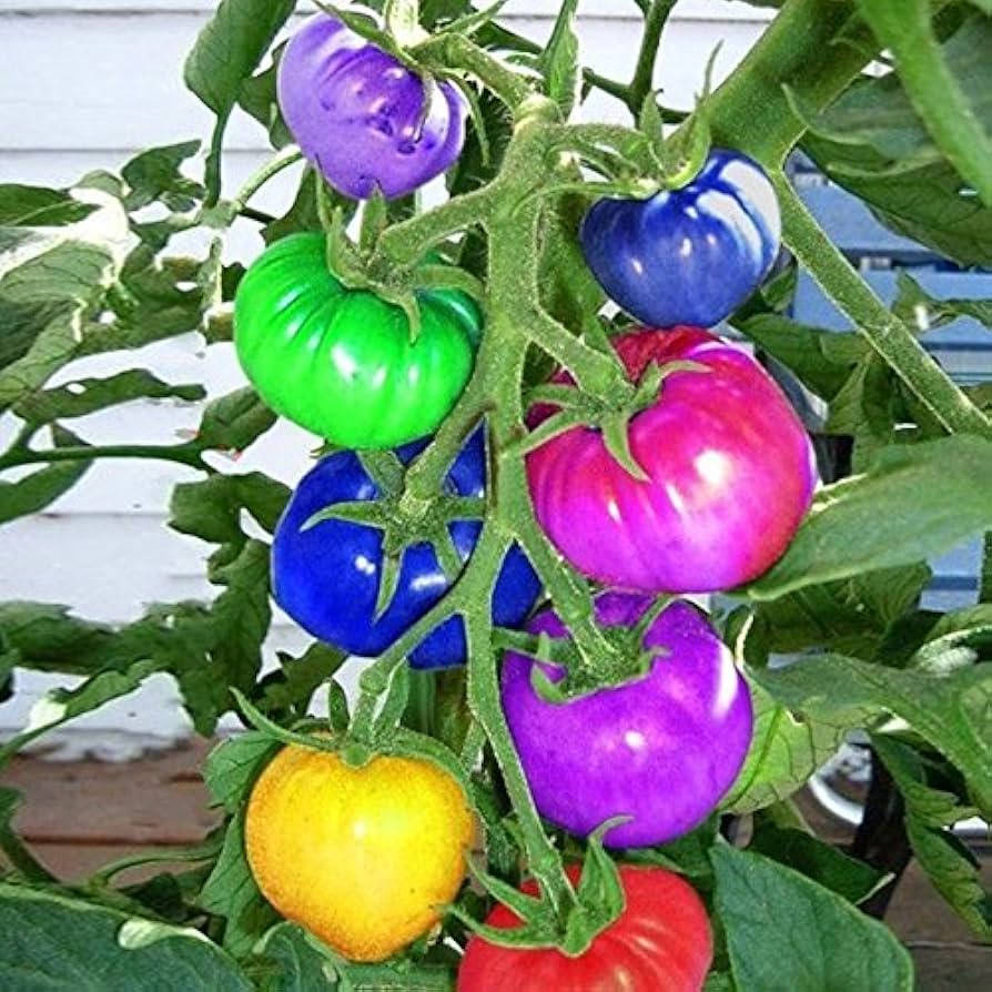 Amazon.com : Rainbow Cherry Tomato Mix Seeds - clours blend Amazon.com : Rainbow Cherry Tomato Mix Seeds - clours blend