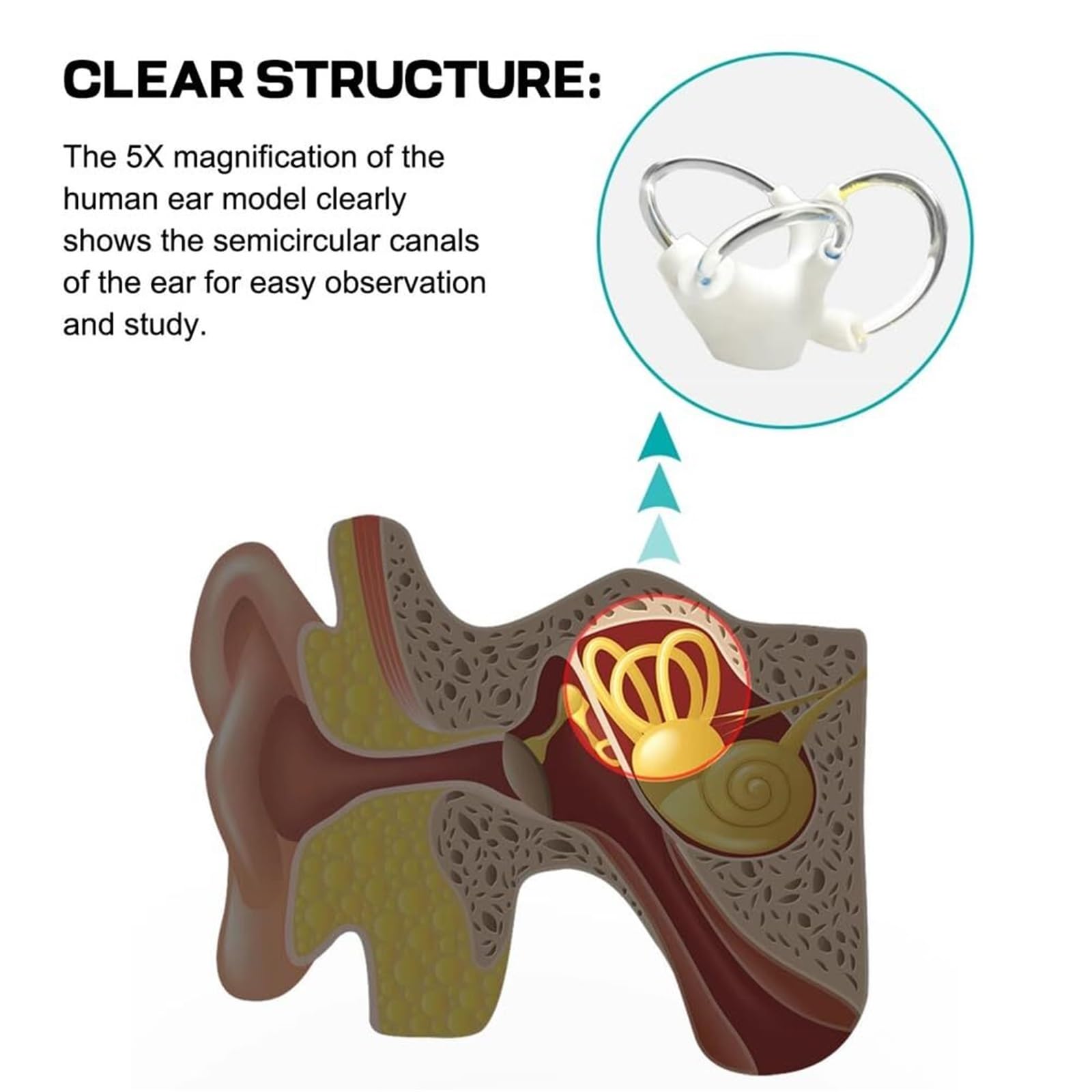 Modello anatomico di insegnamento dell'orecchio interno - Canale semicircolare e cocleare con componenti staccabili per studio medico