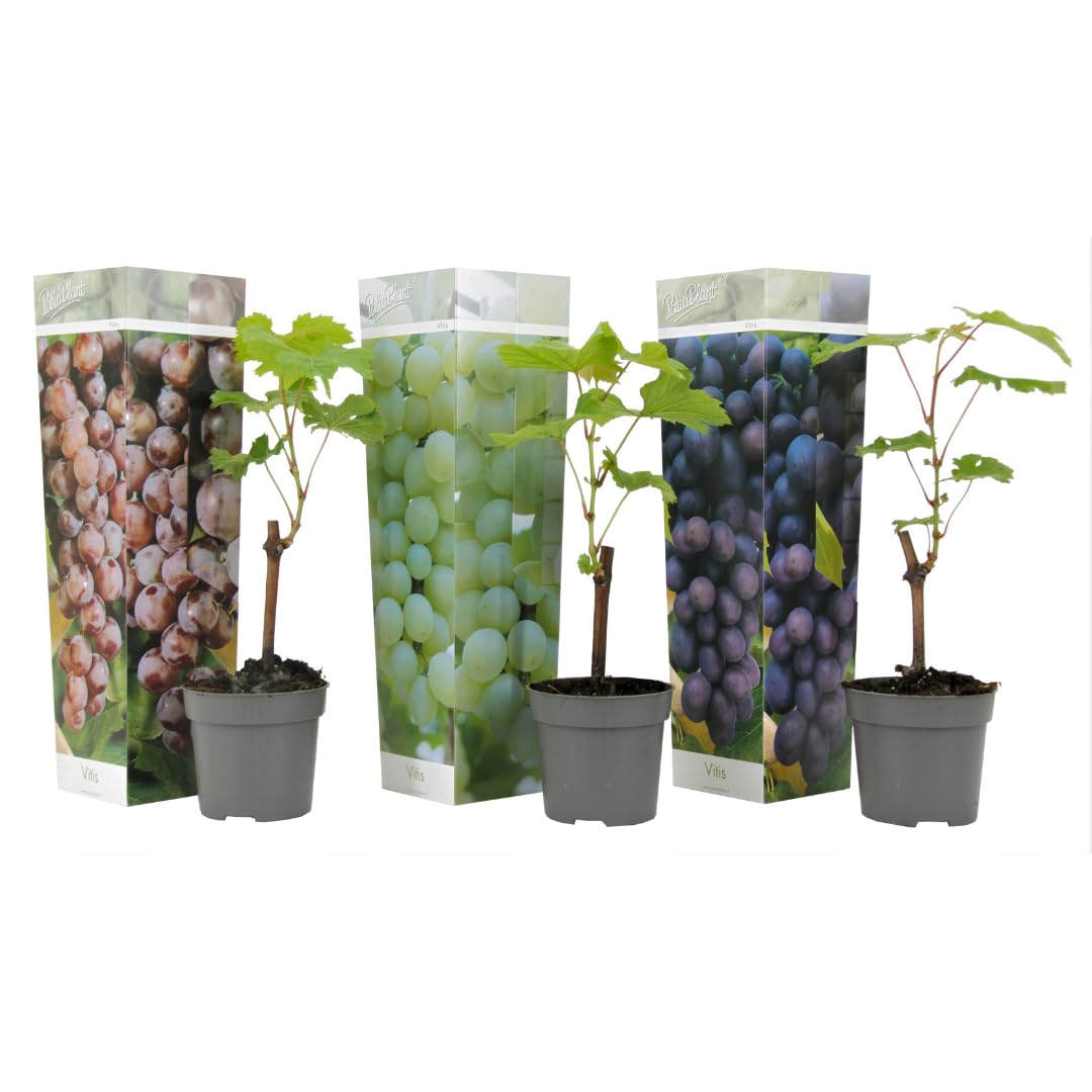 Plant in a Box - Plants de raisin - Mélange de 3 - Vitis Vinifera - Vigne 'Cabernet franc', 'pinot gris', 'Chardonnay' - Pot 9cm - Hauteur 25-40cm