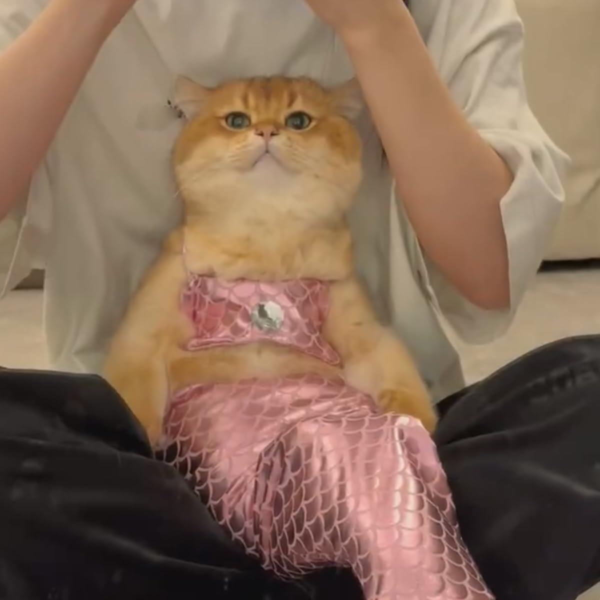 Amazon | 猫用マーメイド 猫 人魚姫 コスプレ衣装 ネコ衣装 人魚 