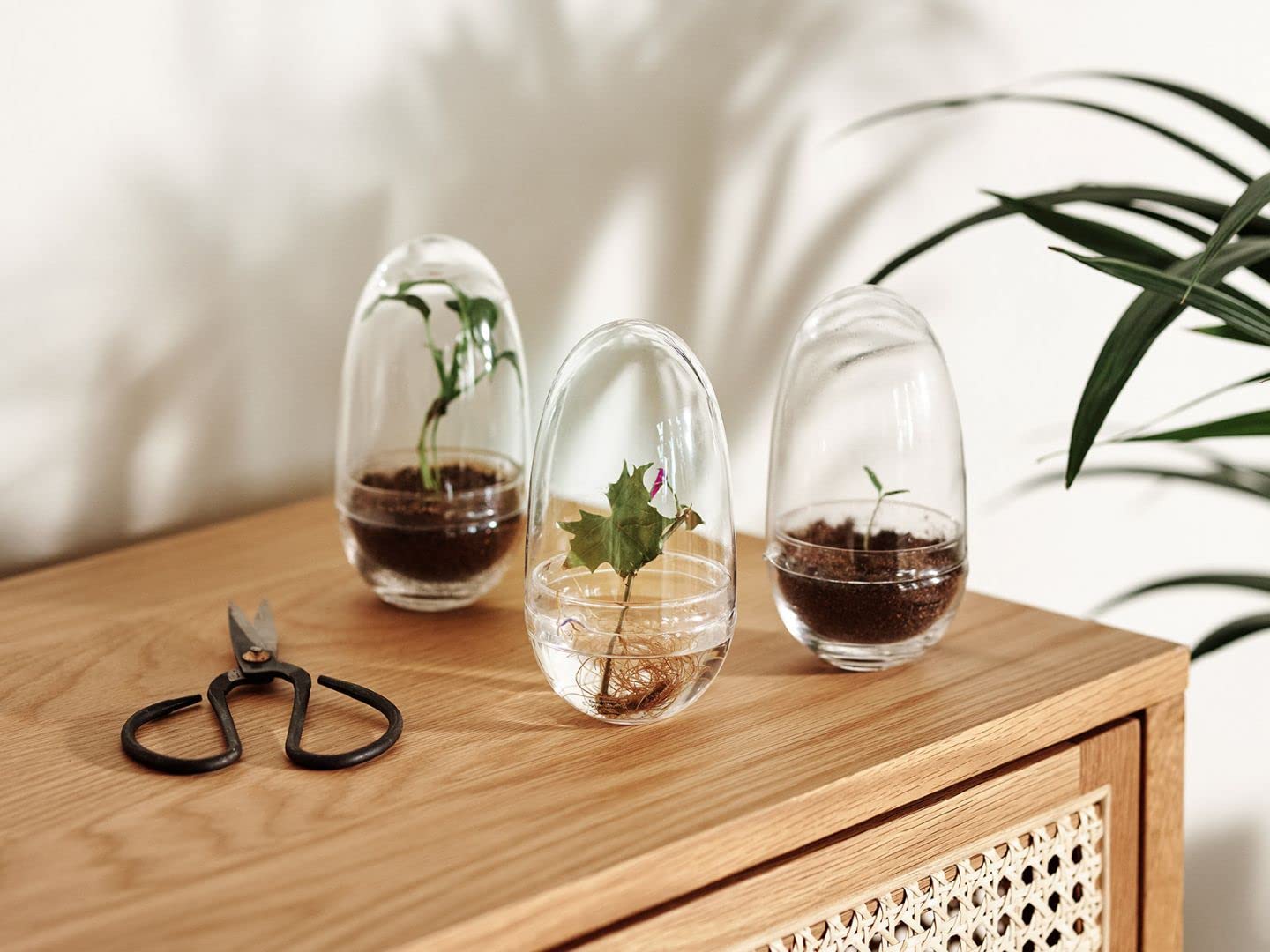 Design House Stockholm Grow Gewächshaus M, transparent H x Ø 24x12cm
