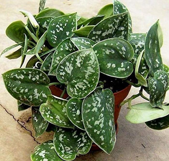 OhhSome Satin Pothos/Money Plant Satin|Pothos(1 Plant) (B0C7VXRKSF) Amazon Price History, Amazon Price Tracker