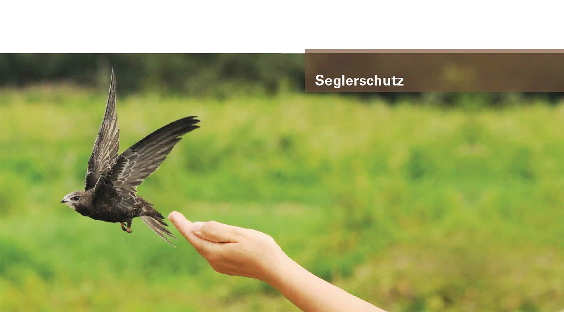 Mauer- und Alpensegler: Flugakrobaten ohne Grenzen