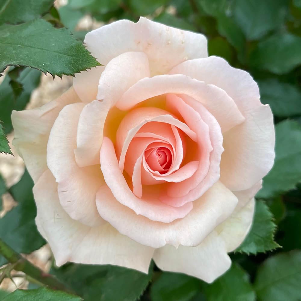 You Garden Rose Chandos Beauty (4L Pot)