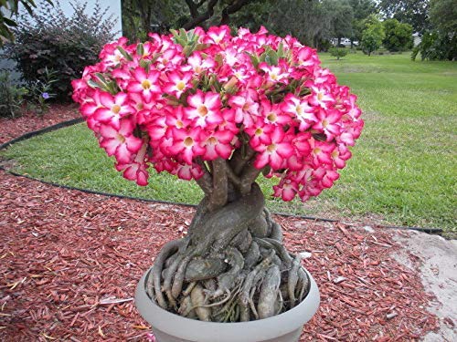 See full amazon price history chart for Radha Krishna Agriculture Desert Rose Adenium White+Light Pink Flower Plant Imported 10 Seeds Pack White With Light Pink Radha Krishna Agriculture Desert Rose Adenium White+Light Pink Flower Plant Imported 10 Seeds Pack White With Light Pink (B07WW5RWYM) Amazon Price History, Amazon Price Tracker