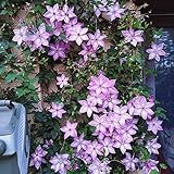 3 Bulbos clematis perenne púrpura plantas trepadoras macetas plantas de interior bulbos de flores perennes balcón decoración pequeño regalo para mujeres