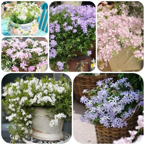 polsterphlox schnelles wachstum kübelpflanzen reichblühend...