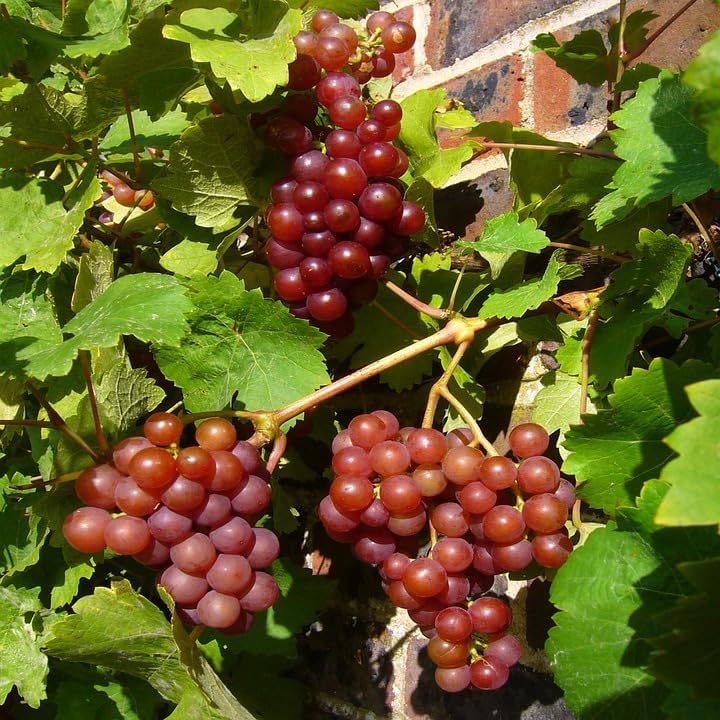 Einset Seedless Table Grape (Vitis spp) Bare Root for Planting – High Yielding, Sweet Red Grapes for Home Gardens | Hardy Perennial Fruit Vine, Easy to Grow (1 Pack)