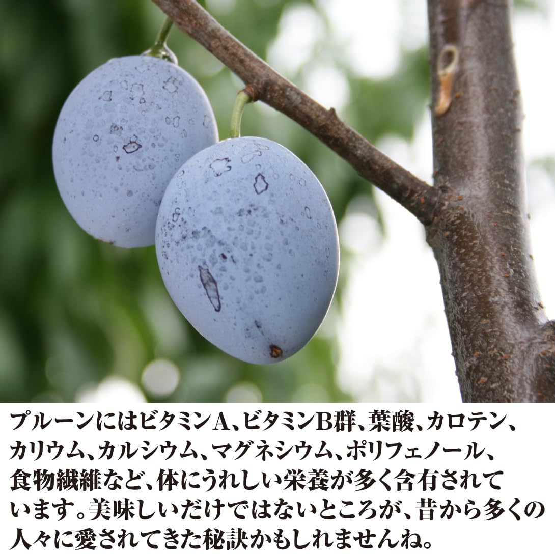 Amazon.co.jp: 果樹苗 プルーン バラー 1株/ 国華園 25年秋商品 : DIY