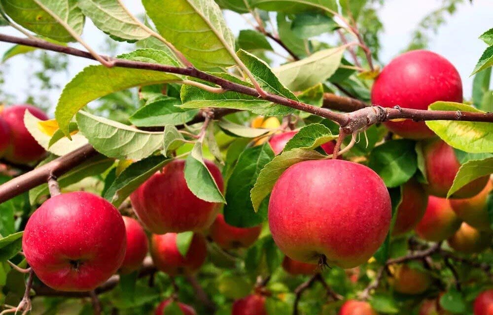 Mphmi Plants Apple Seb plant Kashmiri - Plant outdoor Living Indoor Plants (B091DYQTYL) Amazon Price History, Amazon Price Tracker
