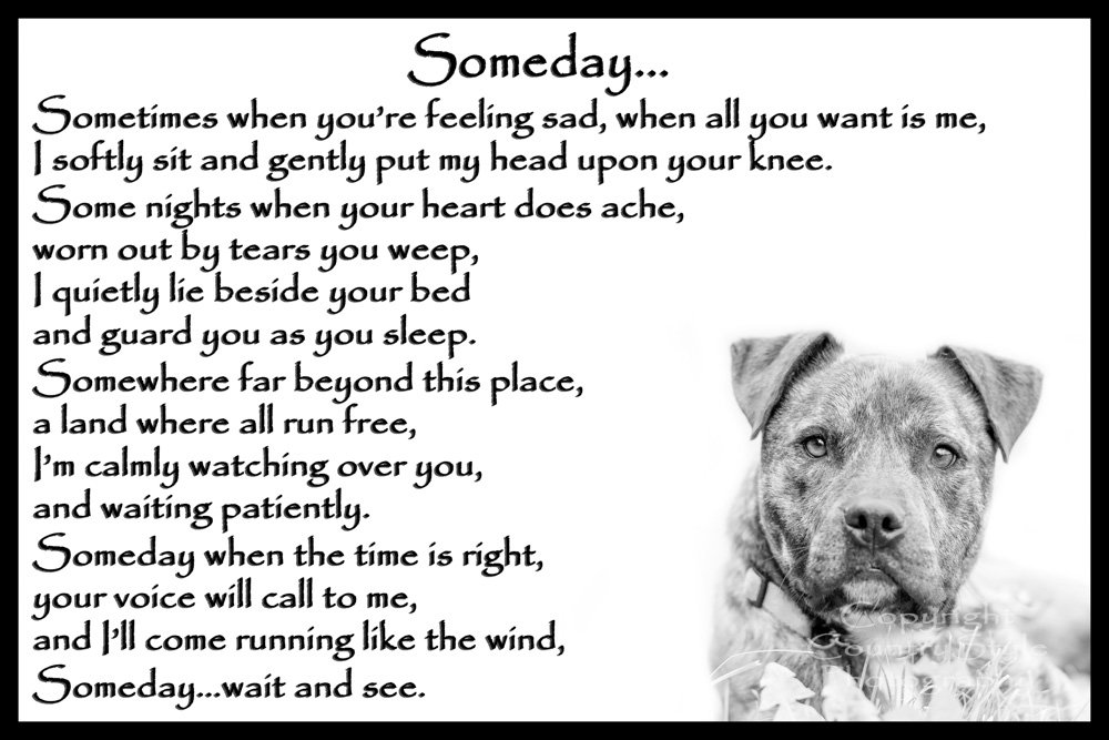 Staffordshire Bull Terrier Staffy Bereavement pet Dog Loss Sympathy Memorial - Someday