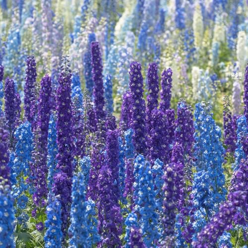 semi di delphinium, semi recisi Consolida ajacis, serre da balcone selvatici resistenti all'esterno regali per gli amanti del giardino 55pcs