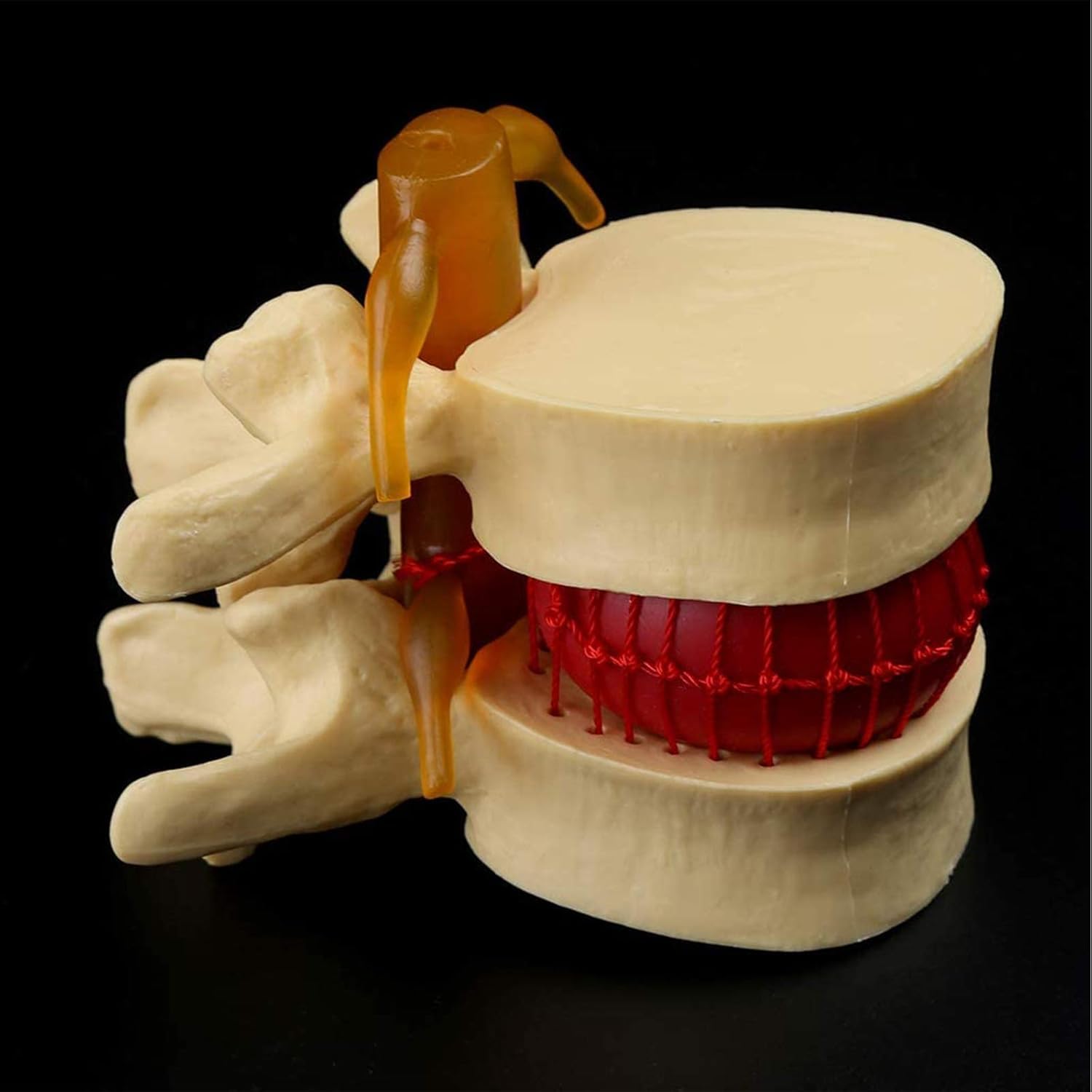 Model anatomiczny człowieka, anatomia jamy ustnej, ludzki przepuklina dysku lędźwiowego, model demonstracyjny, anatomia ludzkiego kręgosłupa, ludzki kręgosłup, kręgosłup lędźwiowy