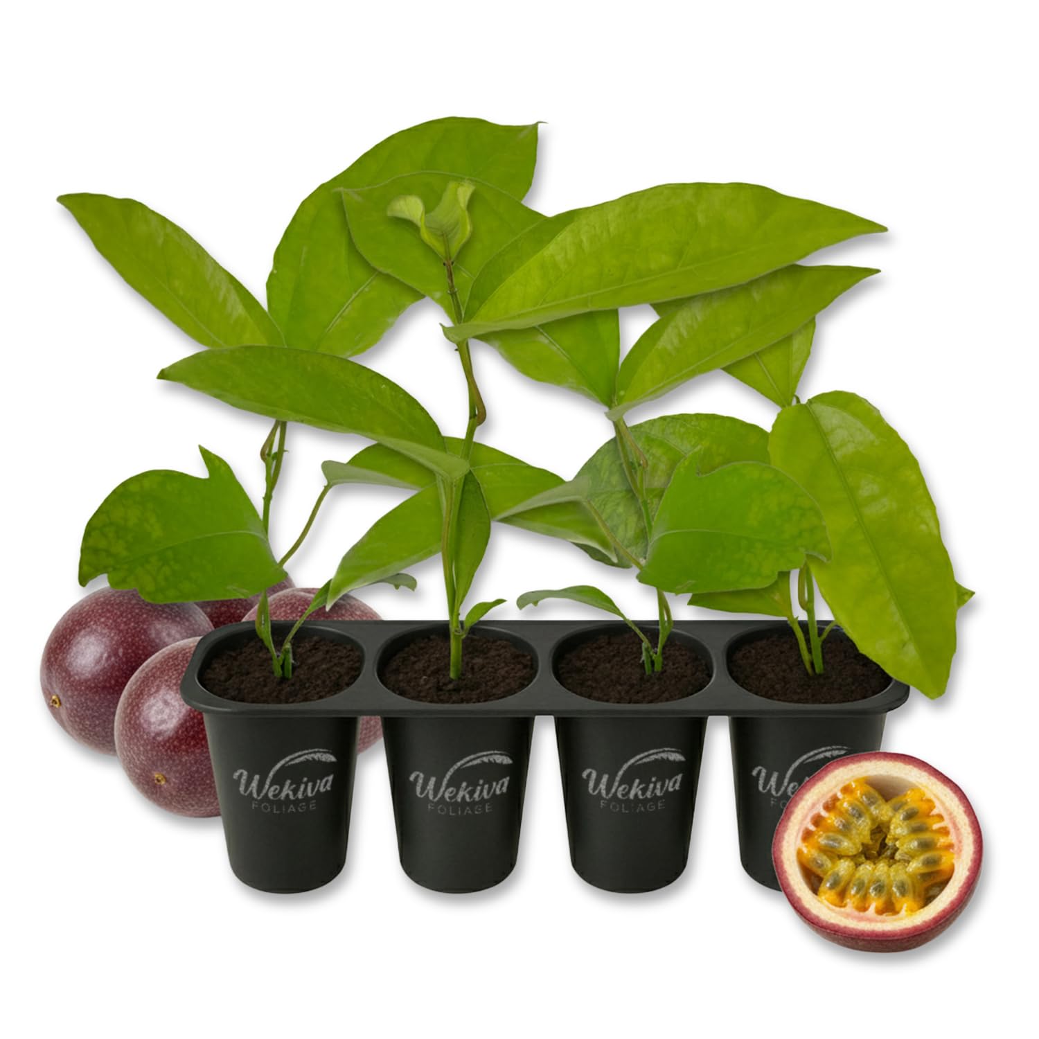 Purple Possum Passion Fruit Plant - 4 Live Starter Plants - Passiflora Edulis - Edible Fruit Bearing Vine for The Patio and Garden