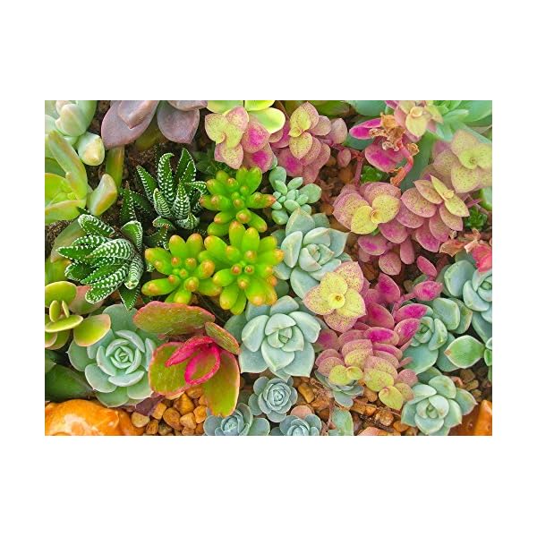 Sedum, Dachbegrünung, 50 Samen Mischung (Sedum Mixed)