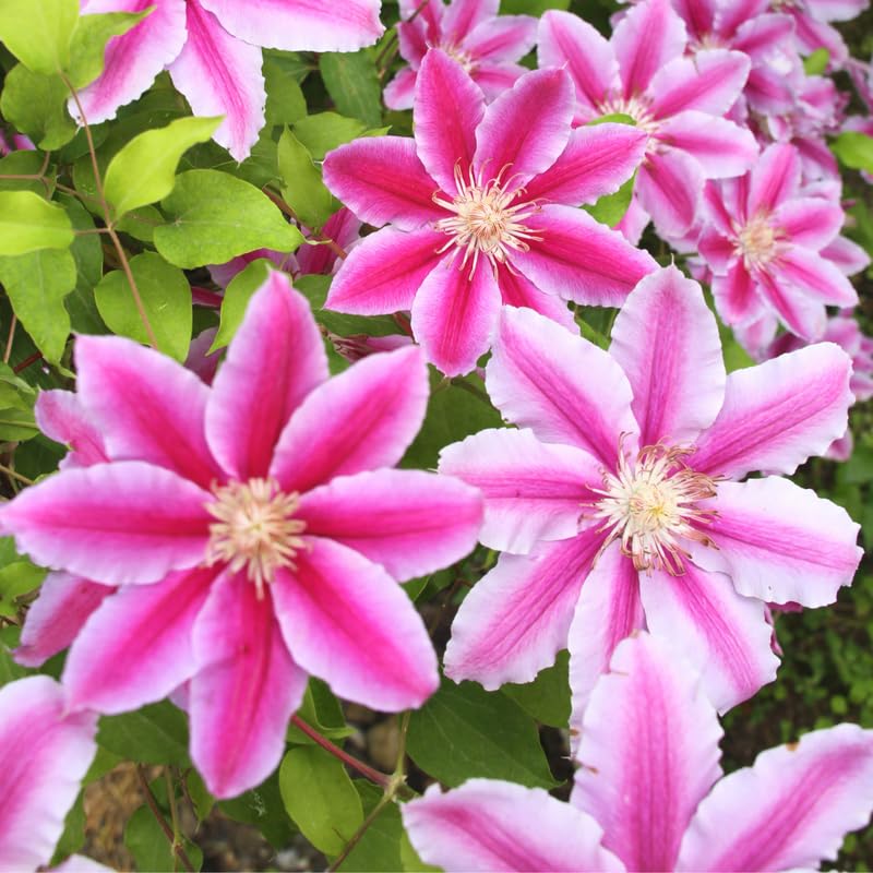 White Pink Flowers Clematis