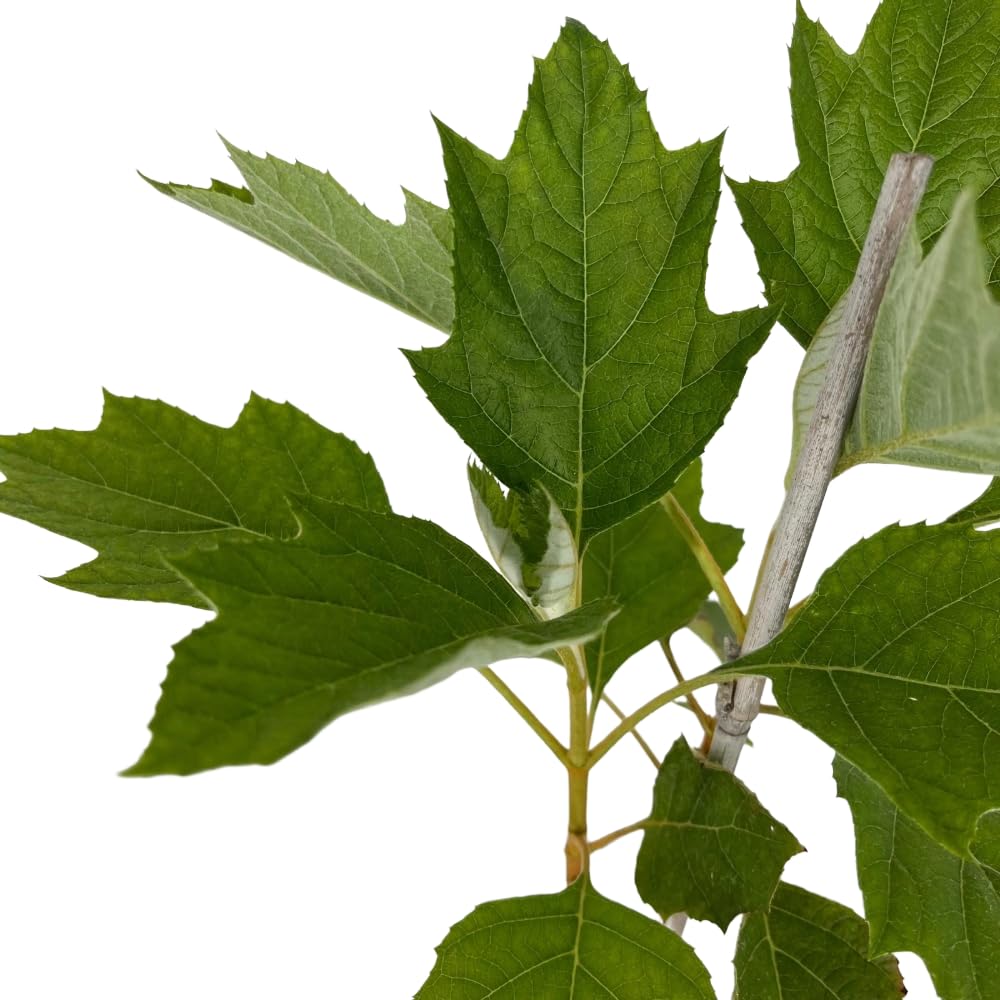 Pianta di Ortensia Fiore Bianco Pannocchia QUERCIFOLIA ALICE in Vaso 18 cm Varietà Rifiorente Ideale per Esterni