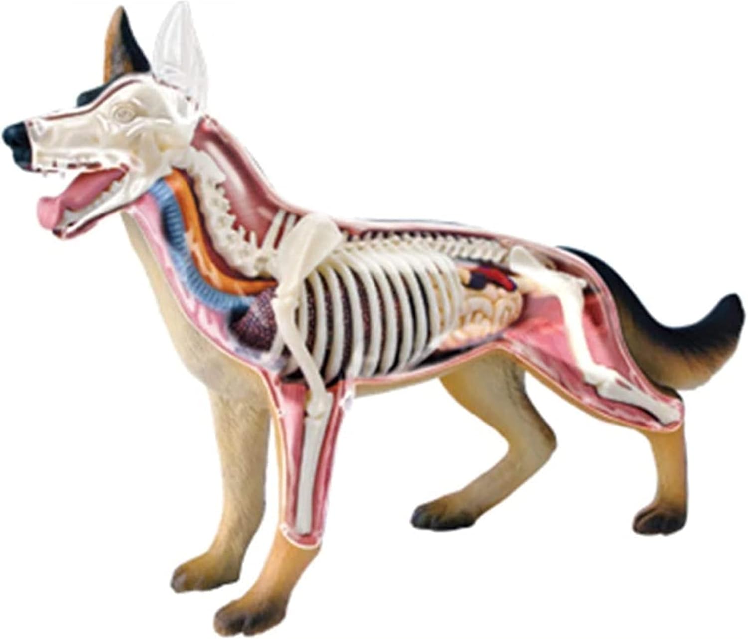 4D Visual Animal Anatomy Three Dimensional Puzzle Dog Anatomical Model Parent-Child Toy Detachable 29 Parts (Size : 37.5X28X8.5CM(Size:37.5 X 28 X 8.5CM)(37.5 X 28 X 8.5CM)