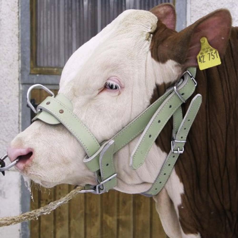 Bullenhalfter - A00865
