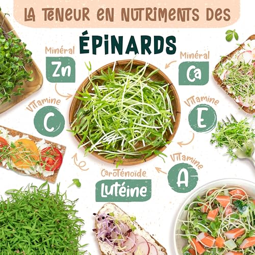 Graines d'épinard