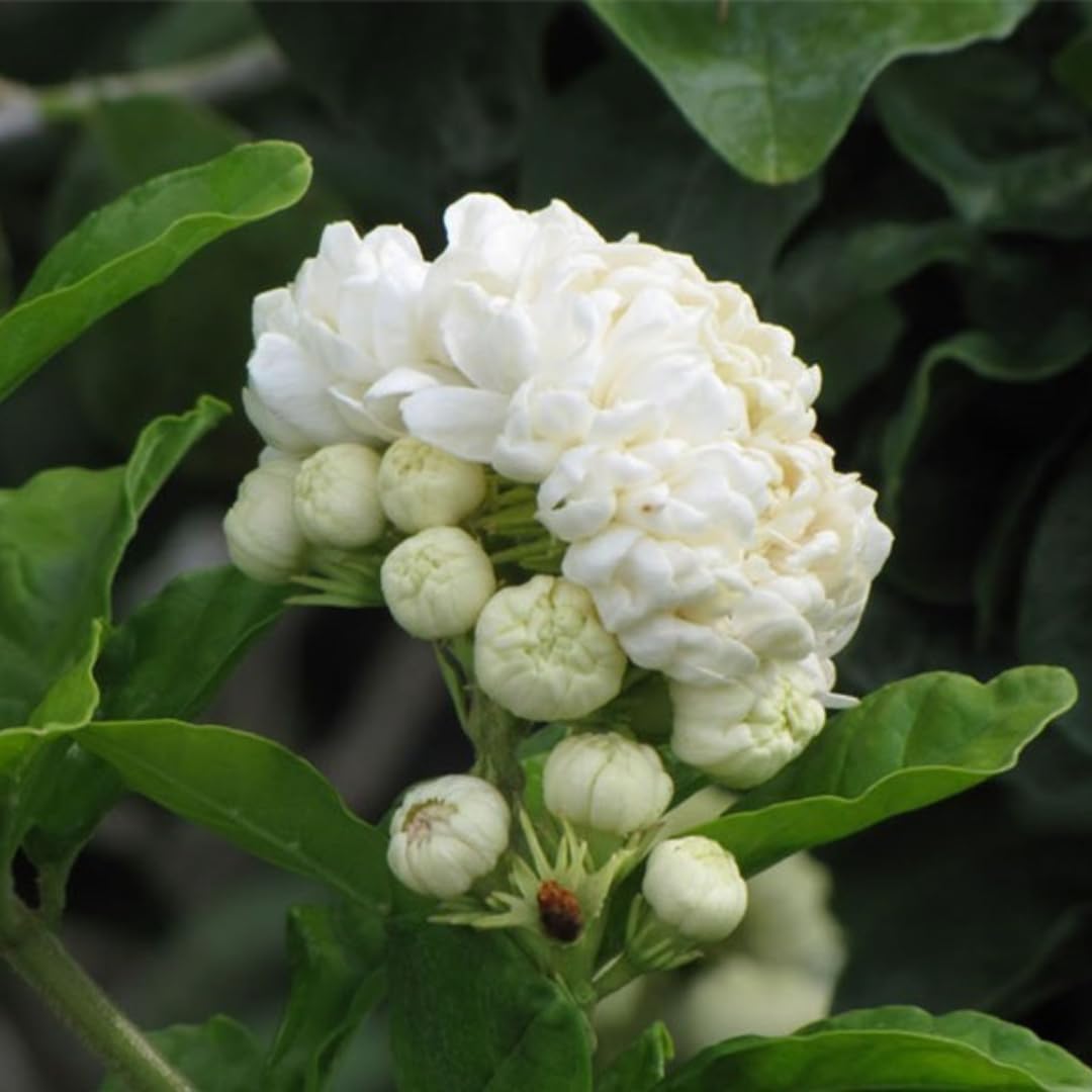 Star Jasmine Live Plant White Jasmine Plants Indoor Live, 2