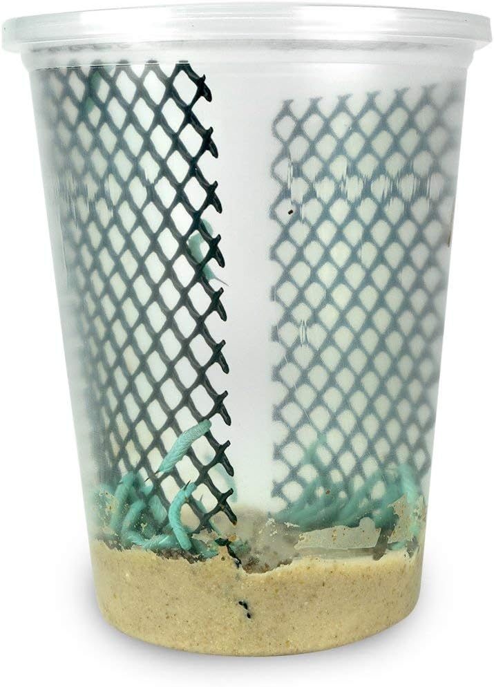 25-30 Live Hornworms With enough food to grow them to about 1-1/2 to 2″ max. | ??Limited Edition