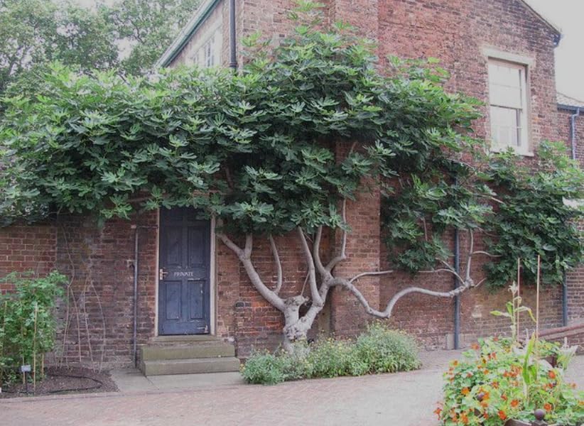 Brown Turkey Fig - Ficus carica - Sweet Bronze Fruit - Mediterranean Garden - Resilient Fruit Tree - Self-Pollinating Fig Tree - Live Plant- Hardy