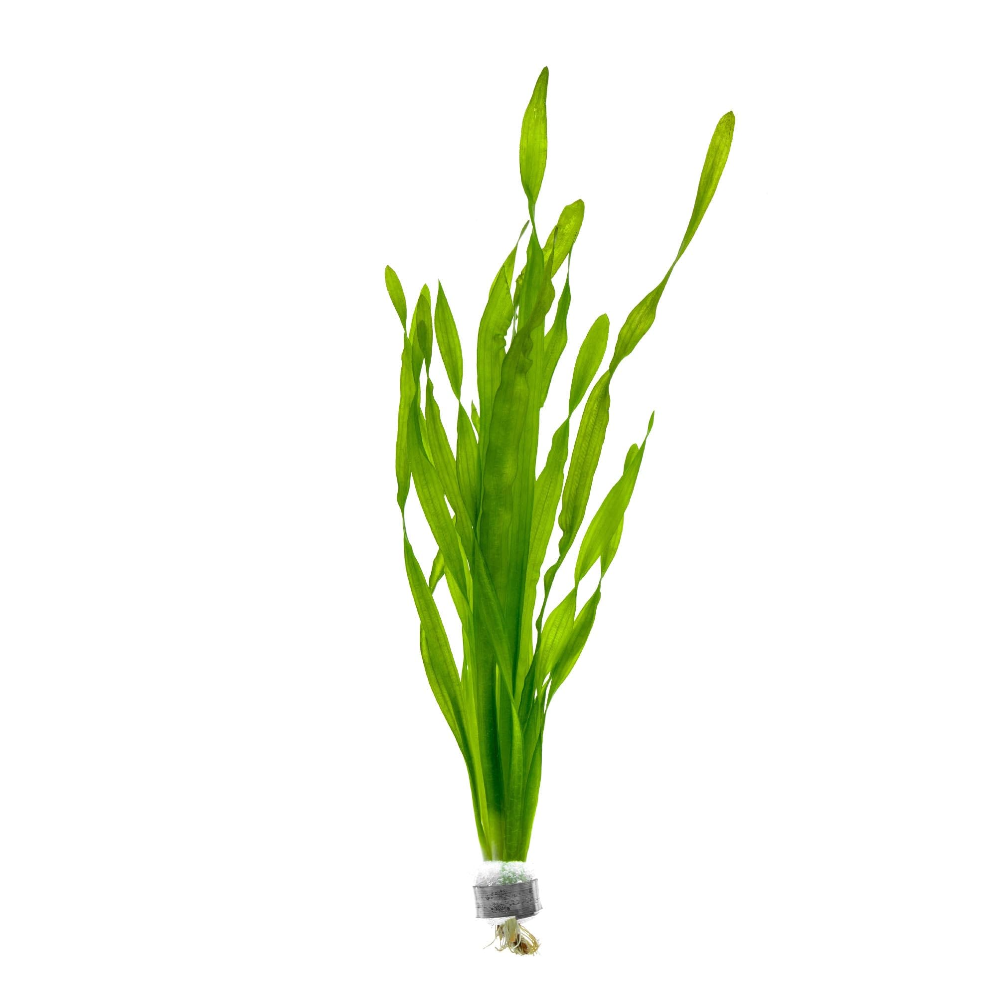 SubstrateSource Vallisneria Americana