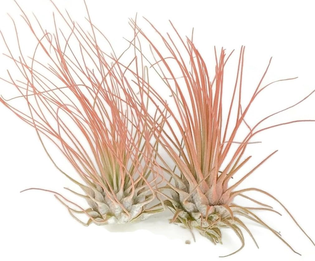 Thin Air Plant, Guatemala Tillandsia Live Airplant, Healthy Arrival Guaranteed, Great Indoor Plant, Home Decor &amp; Gift (2 Peach)