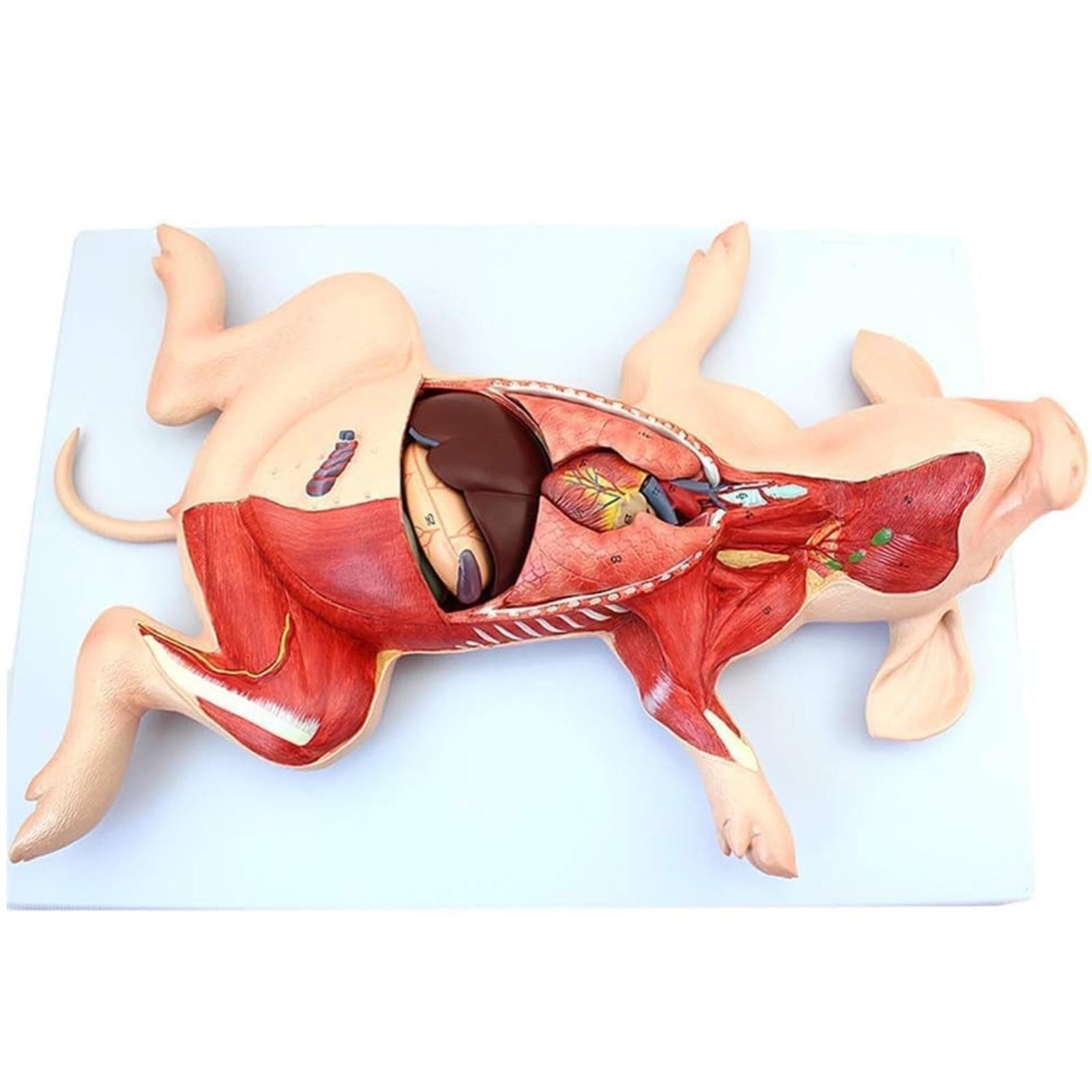 HEQIM Pig Embryo visceral Anatomy Model, Pig Anatomy Model, Divided into 10 Parts Animal Teaching Anatomy Model, Used for Medical Education Training