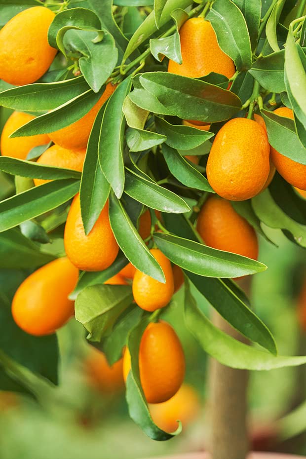 Amazon.com : Meiwa Kumquat Seeds for Planting Sweet Kumquat 5 Seeds for  Planting Your Garden : Patio, Lawn & Garden