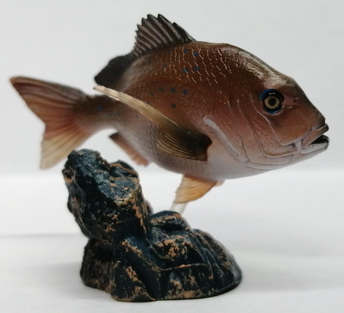 Amazon | マダイ 原色海水魚図鑑 II 海水魚 食用魚 真鯛 鯛 タイ