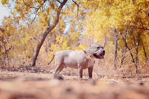 Miniatura 6 de Elegant little tail Collar floral para perro con lazo, corbatín cómodo para perro, collar ajustable para perros y gatos pequeños, medianos y grandes