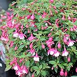 ガーデンフクシア：サンタローザ3.5号ポット 2株セット[わい性タイプ]