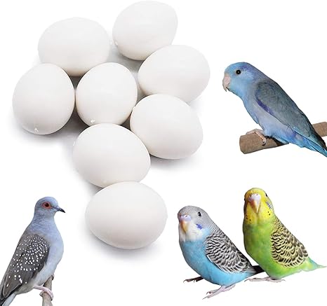 budgie bird eggs