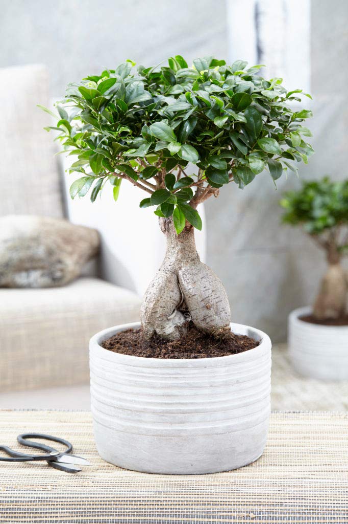 Bloomique - Ficus Ginseng - Bonsai Baum - Zimmerpflanzen - Pflegeleicht - Luftreinigend - Höhe 20-30 cm - Topf 12 cm