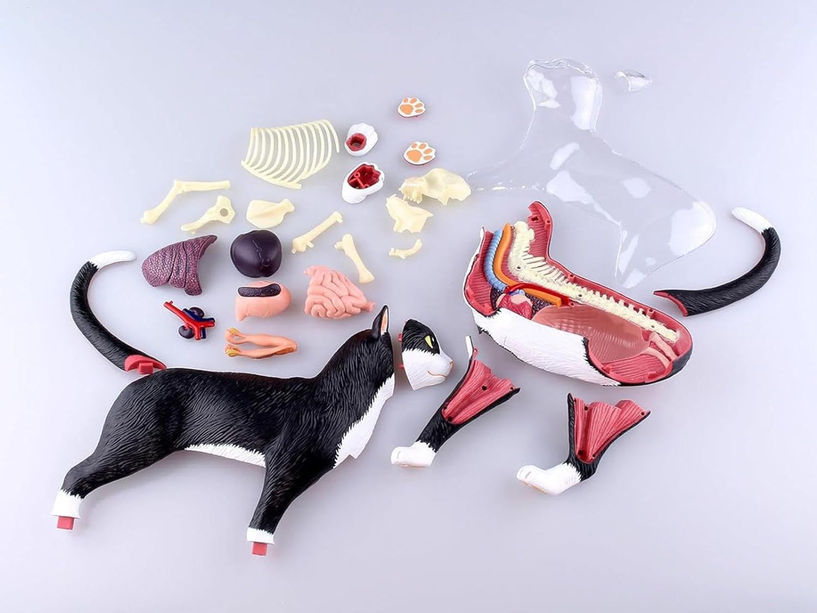 Cat Anatomy Model 4D Vision, 28 organi staccabili per addestramento veterinario e dimostrazioni didattiche, strumento educativo per l'apprendimento dell'anatomia animale