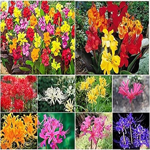 Gardenkraft Lycoris Spider Lily Mixed Color Flower Bulbs (Set of 5