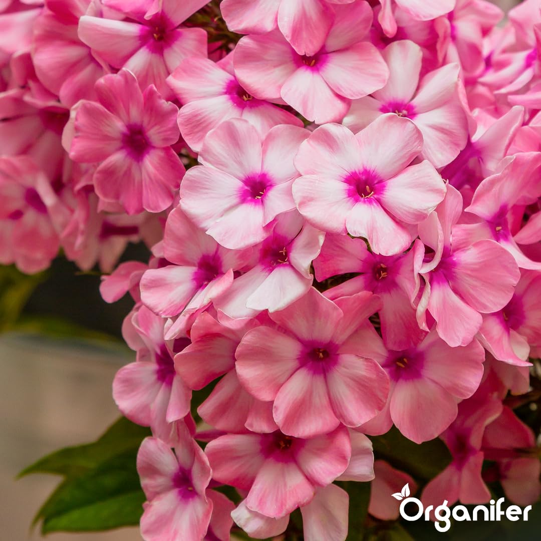 Flssigdnger Fr Phlox 1L  Organischer Dnger Fr ppige Blten Und  Gesundes Wachstum  Frdert Wurzeln Und Widerstandskraft  Organifer :  Amazon.de: Garten