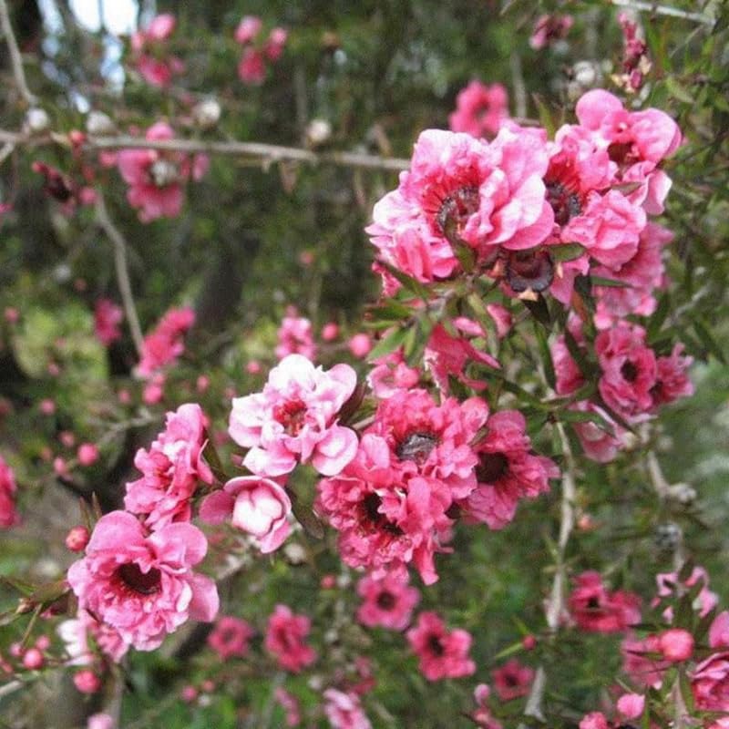 Manuka Tea Tree Live Plant, Pink Flowers Leptospermum Plant, 4 to 6 Inch Tall, Well Rooted Plants, No Pot