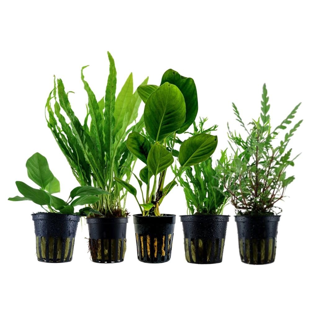 Plantes d'aquarium AquaOne Lot de 5 Anubias Hygrophila Microsorum en pot
